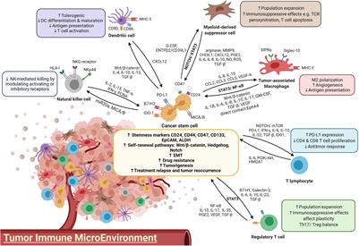 Cancer Stem Cells: Emerging Key Players in Immune Evasion of Cancers